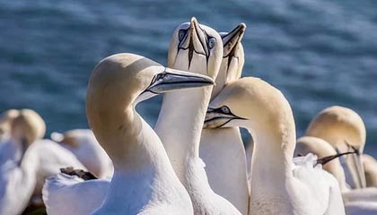 九游官网-Dota 2 新秀选手突破自我，dota2新人职业选手